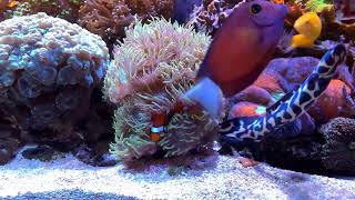 Clownfish amp Duncan Coral Livestream [upl. by Nerej584]