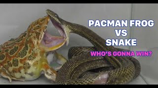 Pacman Frog Vs Snake Whos Gonna Win [upl. by Vera]