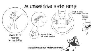 Malaria The spread of Anopheles stephensi in Africa [upl. by Bremble]