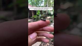 SOLUSI SAMPAH ORGANIK Lalat Tentara Hitam amp Maggot maggotbsf [upl. by Pattie239]