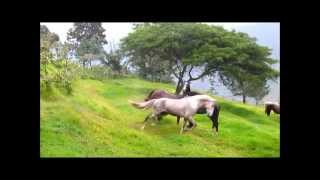 Horses Wild herd behavior [upl. by Rosabelle]