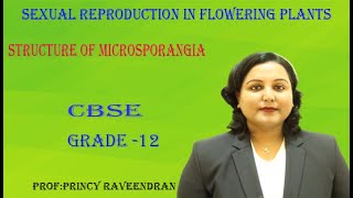 Structure of MicrosporangiaSexual reproduction in flowering plants [upl. by Shaylah]