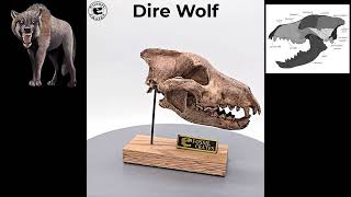 360degree Dire Wolf Scaled Skull Prodigious Pleistocene Predator direwolf wolf [upl. by Dav]