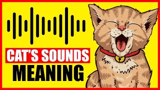 9 Sounds Cats Make And What They Mean [upl. by Adarbil]