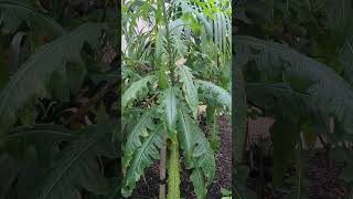 TREE DANDELION sonchus gardening garden plants [upl. by Kally]