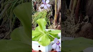 Pinguicula or ButterwortsUnusual Way of Propagation [upl. by Safier]