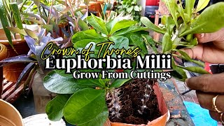 How to grow cuttings of Euphorbia milii  Baghbani [upl. by Pasol]