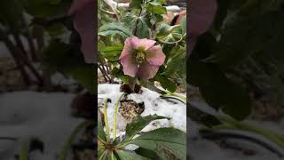 Blooms in Snow Hellebores Winter Rose Is a Winter Winner [upl. by Rufe]