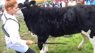 2017 Swinford Agricultural Show Cattle Section [upl. by Woo]