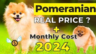 Pomeranian Dog Price In India 2024  Pomeranian Price and Monthly Expenses [upl. by Mairem812]