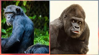 Gorilla Vs Chimpanzee  Gorilla amp Chimpanzee difference mijumuentertainment6303 [upl. by Tertius172]