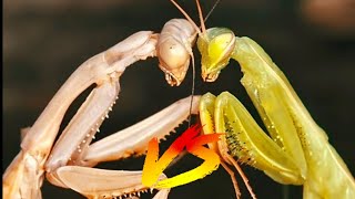 Mantis vs mantis batalla épica [upl. by Caras]