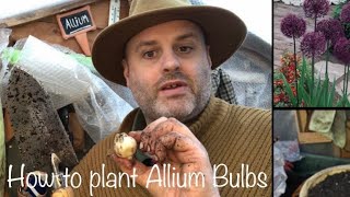 How to plant Allium bulbs gardening [upl. by Adnamal452]