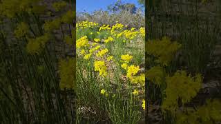 Kalbarri roadside wildflowers 西澳公路野花 [upl. by Eudora]