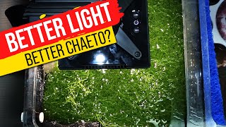 11 Popular Refugium Lights TESTED Super Charge Your Macro Algae With Data [upl. by Assilla]