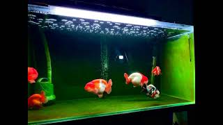 Ranchu Tank  gold fish [upl. by Good]