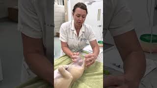 Ortolani positive test  Hip dysplasia in a puppy [upl. by Stephen]