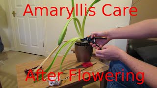 Amaryllis Care After Flowering [upl. by Matilde]