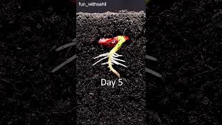 Seed germination nursery share seeds germinatingseeds plants garden world like [upl. by Llenehs]