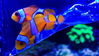 Adding Clownfish to Nano Reef Tank Nemo Fish [upl. by Enidaj867]