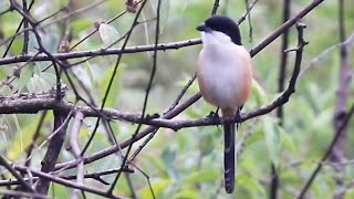 Longtailed Shrike Mimicking Singing Birds  Birding in Thailand [upl. by Aettam]