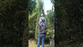 TRIMMING USING HEDGE TRIMMER [upl. by Mcconnell]