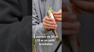 2 perches de 20 et 25 et un petit brocheton [upl. by Scoles301]