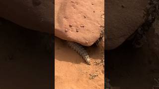 Uromastyx aegyptia The Egyptian SpinyTailed Lizard [upl. by Aras272]