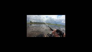 Baby Snakehead fish in the Flooded Forest [upl. by Yajeet]