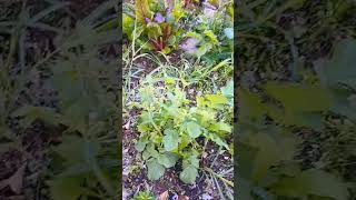 gardening overwintering growyourownfood [upl. by Ymmas312]