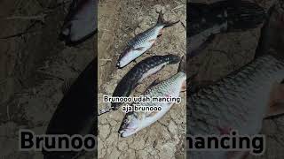 Bruno mancing aja brunooo [upl. by Marinelli]