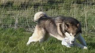 Le Malamute de l’Alaska par educadog les herbiers [upl. by Noby]