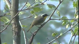 Magee Marsh Wildlife Area [upl. by Asaert63]