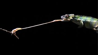 Slow motion chameleon tongue attack 👅 [upl. by Anemaj511]