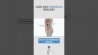 Lage des Pankreas erklärt anatomie medizinstudium medizin [upl. by Savory]