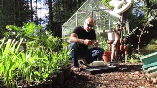 How to Grow Eucalyptus Trees from Seed [upl. by Dessma]