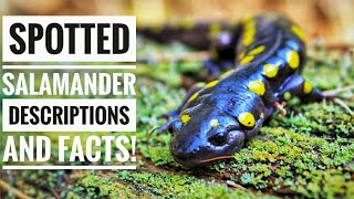 Spotted salamander  Description and Facts [upl. by Llewop]