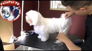 APRENDE FÁCILMENTE PELUQUERÍA CANINA con ARTERO INTERNATIONAL ACADEMY [upl. by Maddi]