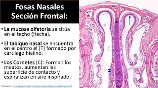 Fosas Nasales [upl. by Nicol]