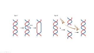 topoisomerase I II molecular biology [upl. by Tasiana]