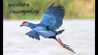 western swamphen [upl. by Anala]