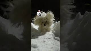 Смешная ЛилиTemmie in Snowdinmusic Dog Song from UnderTale Toby Fox undertale bichonfrise pets [upl. by Crawley257]