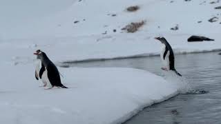 Hurtigruten Fridtjof Nansen Antarctica Expeditions November 12232023 [upl. by Ahsenyl]