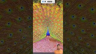 ময়ূর🦚💖  how to build the piececool colorful peacock🔥🦚peacockvoice💯🦩peacockdance peafowl shorts [upl. by Gizela]