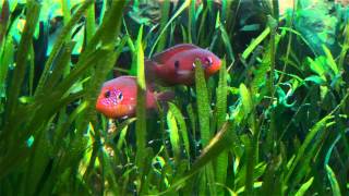 Hemichromis sp Muanda Hemichromis lifalili guarding fry [upl. by Janyte]