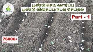 பூண்டு செடி வளர்ப்பு Part 1  பூண்டு விதைப்பு நடவு செய்தல் Poondu Chedi Valarpu  UlavuPalagu [upl. by Dloraj554]