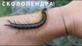 СКОЛОПЕНДРА ВКЪЩИ Mediterranean banded centipede Scolopendra cingulata animals venomous centipede [upl. by Eyde]