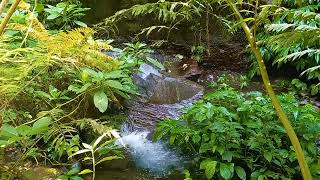 SelfHealing with flowing river water chirping birds and green plants for a better sleep [upl. by Malinde]