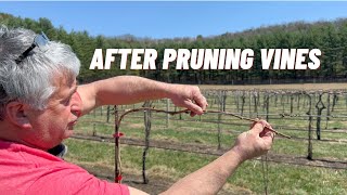 Growing Grapes in Wisconsin  What To Do After Pruning Vines [upl. by Eentihw898]