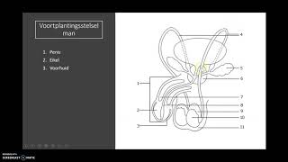 Voortplantingsstelsel man  Biologie onderbouw [upl. by Tarttan]